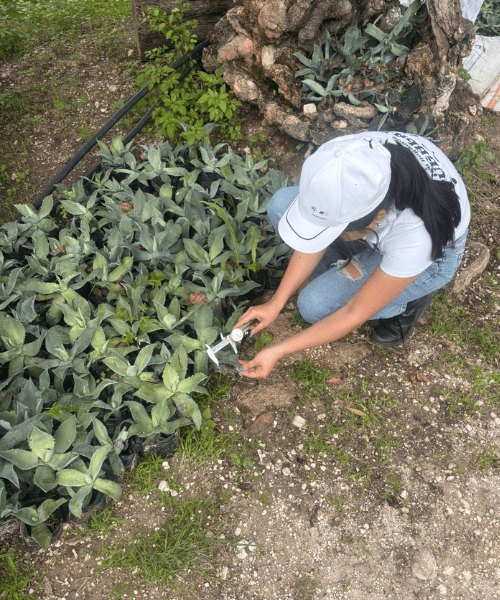 Laboratorio agroinsdustrial